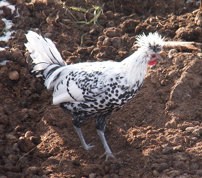 Appenzeller Spitzhauben Chicken