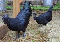 5 Chicken Breeds With Black Meat