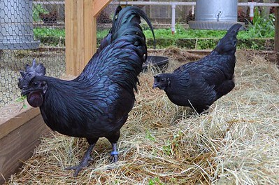 Ayam Cemani Chicken