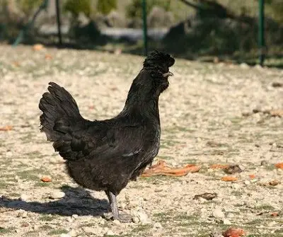 Crevecoeur Chicken