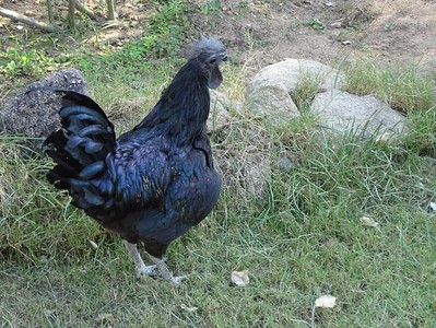 Kadaknath Chicken