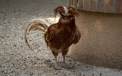 Padovana Chicken