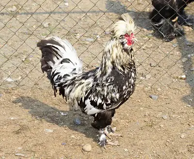 Pavlovskaya chicken