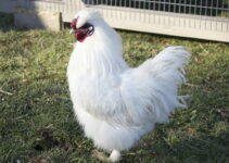 10 Common Miniature Chicken Breeds