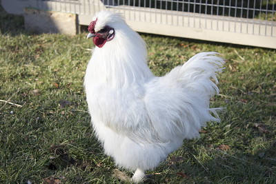 Silkie Chicken