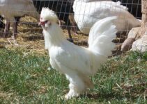 Crested Chickens: 10 Chicken Breeds with an Afro (Fluffy Head)