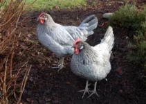 10+ Best Chicken Breeds for Backyard Farming