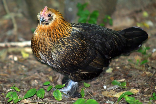 Bantam Chickens