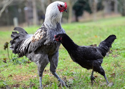 Belgian Game Fowl