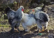 Brahma Chicken Breed: History, Features, Pros & Cons