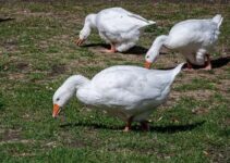 6 Most Common Domestic Goose Breeds