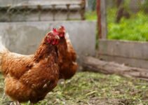 ISA Brown Chicken Breed – All You Need to Know