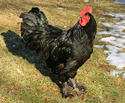 Langshan Chicken