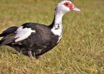 6 Most Common Domestic Duck Breeds