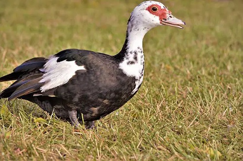 Muscovy Duck