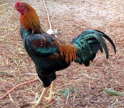 Saipan Jungle Fowl