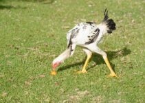 10 Tallest Chicken Breeds