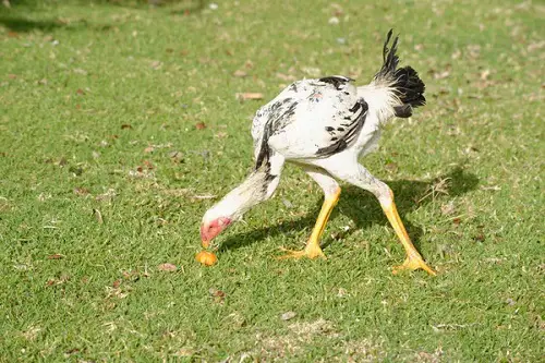 Shamo Chicken
