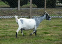 Pygmy Goat Breed Information