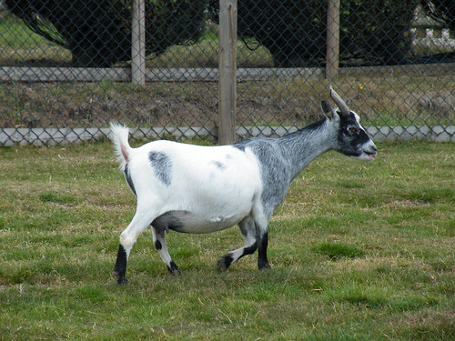 African Pygmy Goat