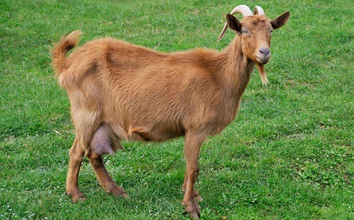 Alpine Goat