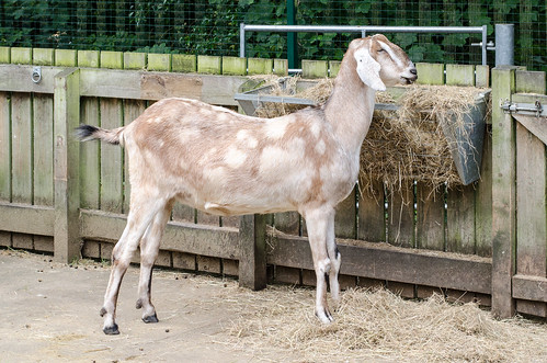 Anglo-Nubian Goat