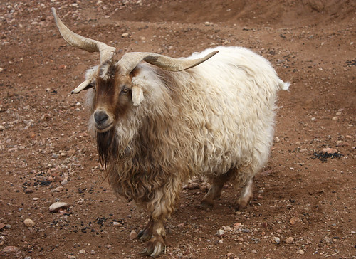 Angora Goat