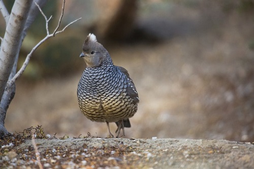 Blue Scale Quail