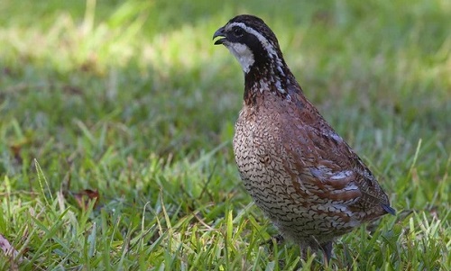 Bobwhite Quail