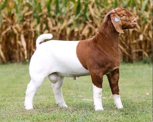 Boer Goat