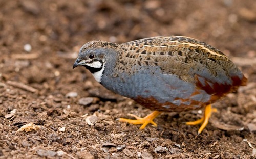 Button Quail