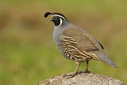 California Quail