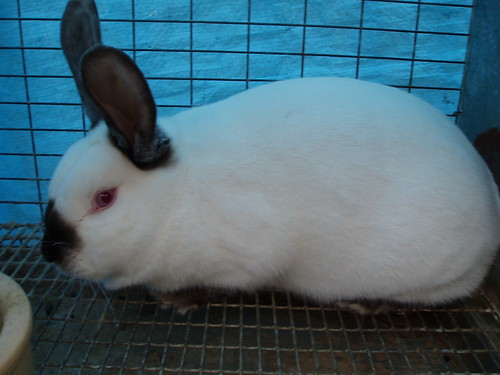 Californian Rabbit