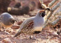7 Most Common Breeds of Quails