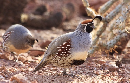 Gambel’s Quail