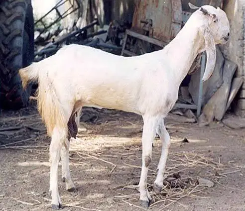 Jamunapari goat