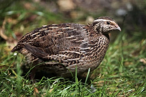 Japanese Quail