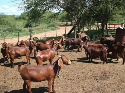 Kalahari Red Goats