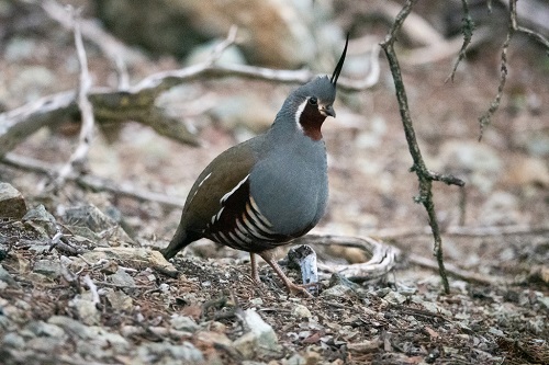 Mountain Quail