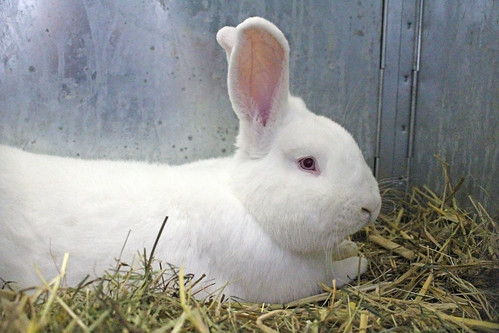 New Zealand White Rabbit