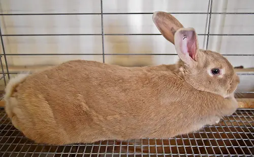 Palomino Rabbit
