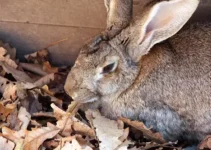 Flemish Giant Rabbit Breed Information