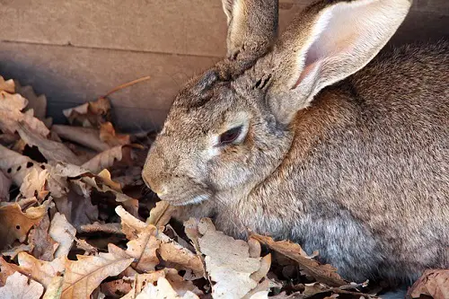 Flemish Giant Rabbit