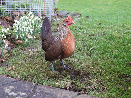 Dutch Bantam