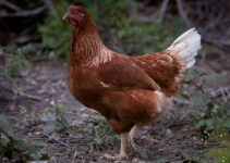 Golden Sexlinks Chicken Breed: All You Need to Know