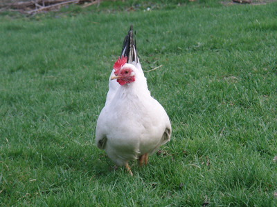 Japanese Bantam