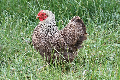 Pekin Bantam