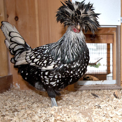 Polish Chicken