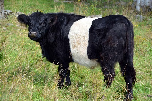 Belted Galloway Cattle