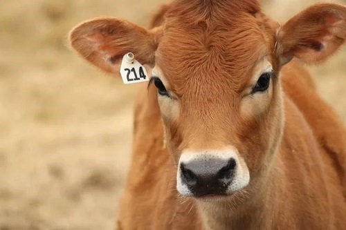 Fluffy Jersey Cow